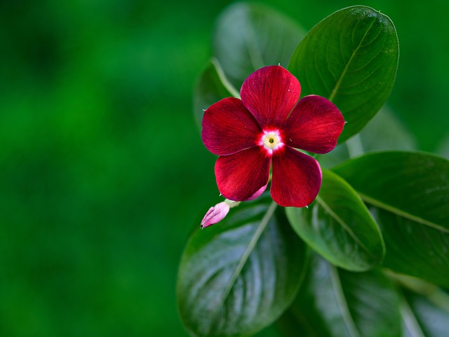 Red periwinkle flower